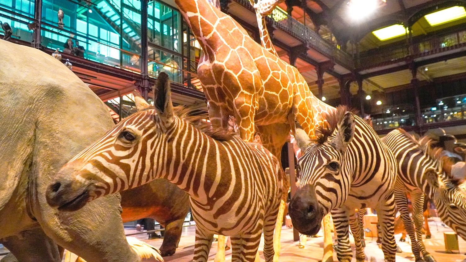 Animaux visite guidée grande Galerie Evolution